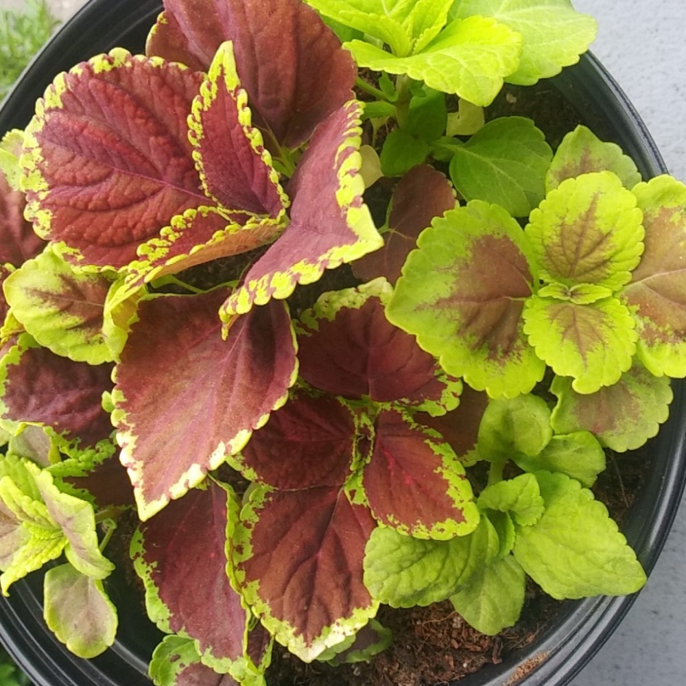 Meet your Posher, R.